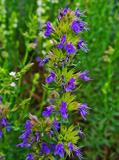 Hyssop